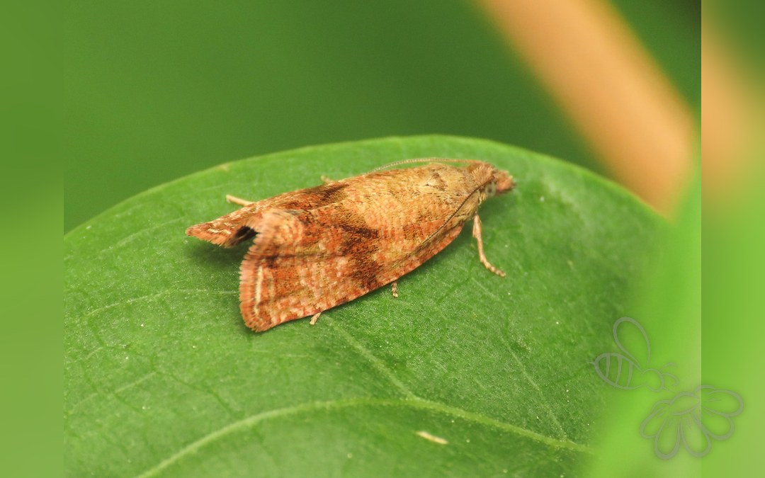 Her ses et billede af arten Mælkebøttevikler (Celypha striana). Fotoet er taget af Emanuele Santarelli og hentet fra iNaturalist (CC BY-SA).