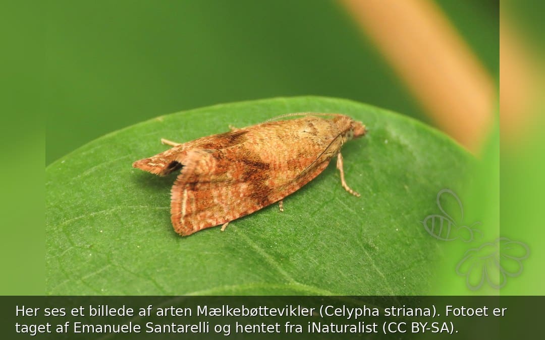 Mælkebøttevikler