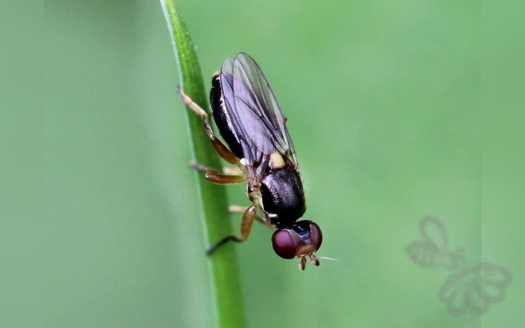 Her ses et billede af arten Cetema cereris. Fotoet er taget af AfroBrazilian og hentet fra Wikimedia Commons (CC BY-SA 4.0).