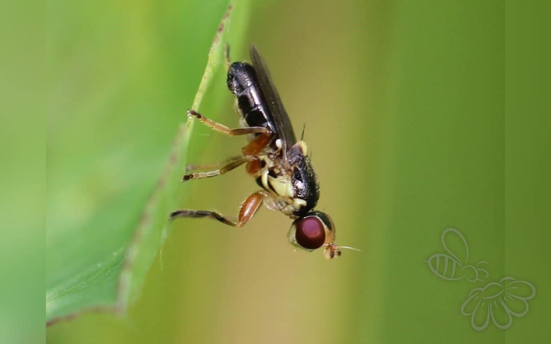 Her ses et billede af arten Cetema elongatum. Fotoet er taget af AfroBrazilian og hentet fra Wikimedia Commons (CC BY-SA 4.0).