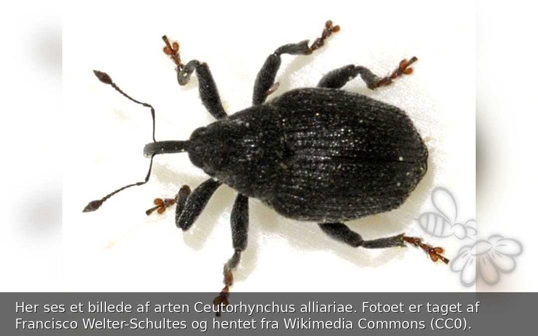 Ceutorhynchus alliariae
