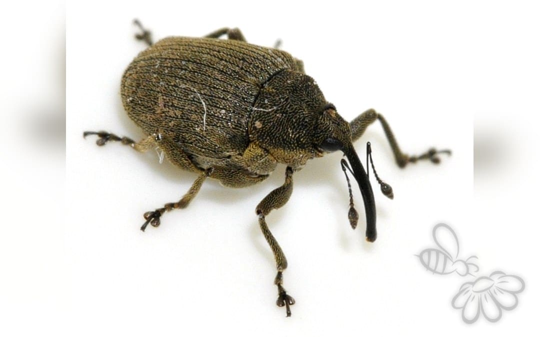 Her ses et billede af arten Ceutorhynchus napi. Fotoet er taget af Francisco Welter-Schultes og hentet fra Wikimedia Commons (CC0).