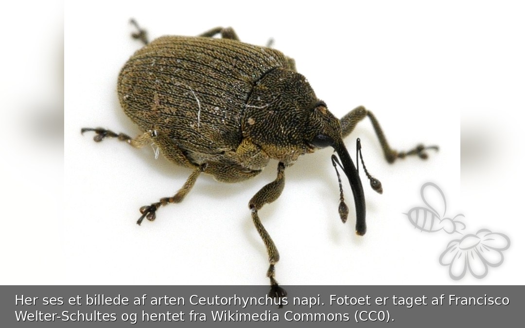 Ceutorhynchus napi