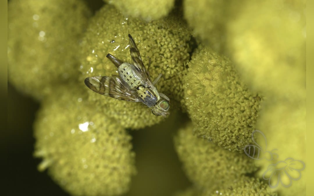 Her ses et billede af arten Chaetorellia jaceae. Fotoet er taget af VSchagow og hentet fra Wikimedia Commons (CC BY-SA 4.0).