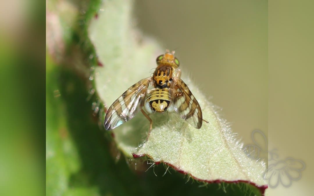 Chaetostomella cylindrica