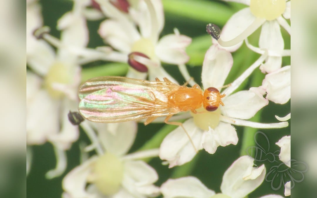 Chamaepsila pallida