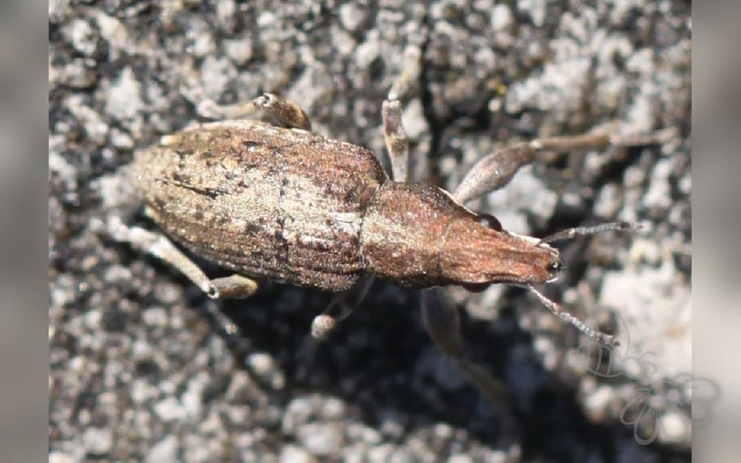 Charagmus griseus