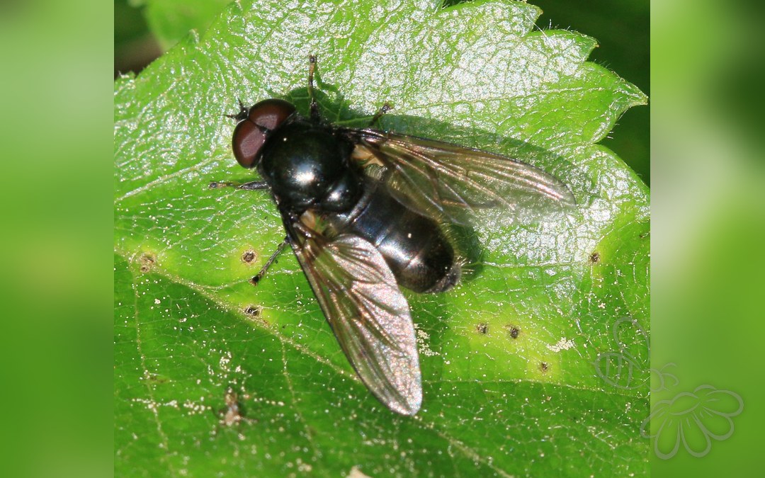 Hvidfodet Urtesvirreflue