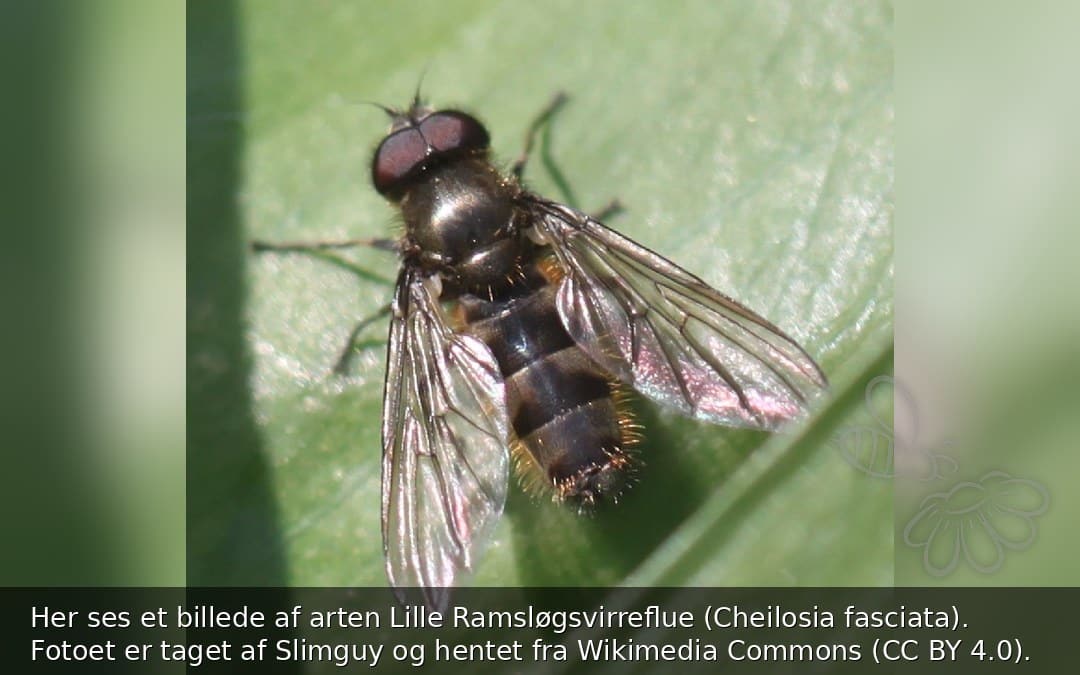 Lille Ramsløgsvirreflue