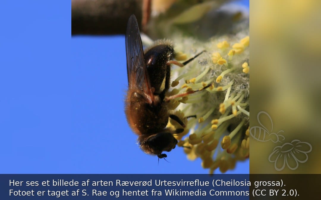 Her ses et billede af arten Ræverød Urtesvirreflue (Cheilosia grossa). Fotoet er taget af S. Rae og hentet fra Wikimedia Commons (CC BY 2.0).