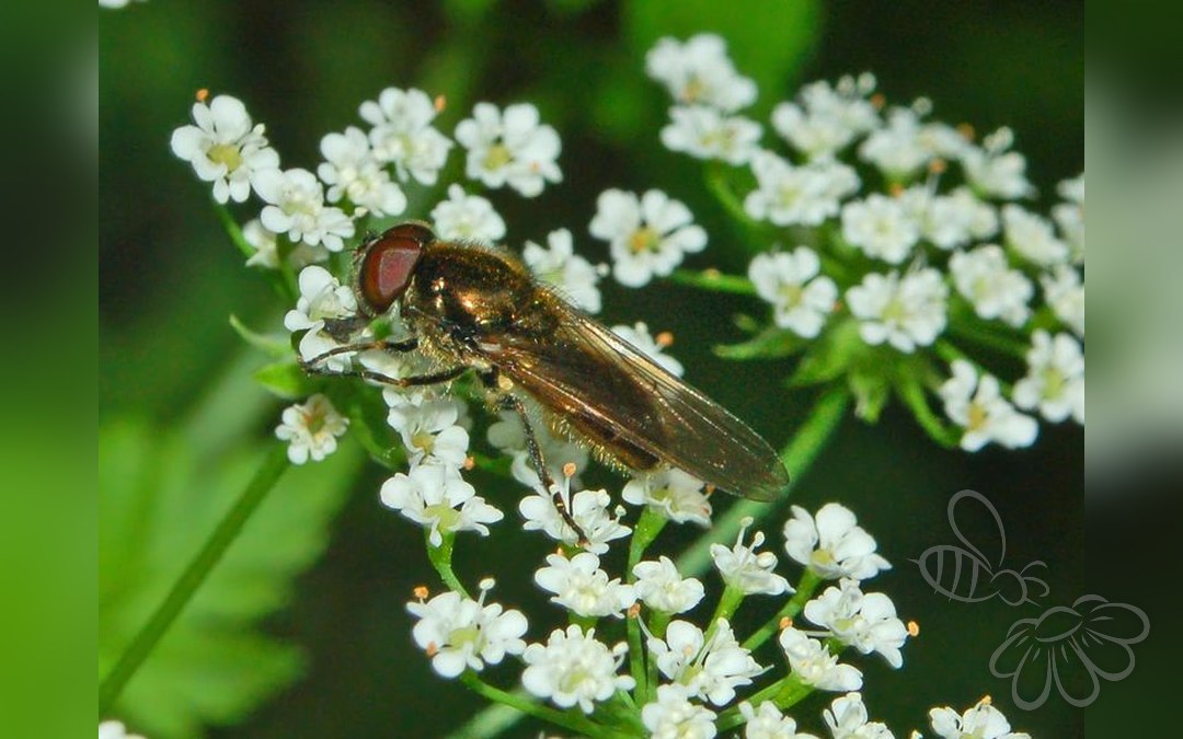 Bredkindet Urtesvirreflue