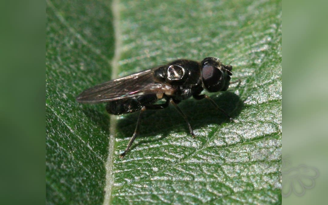 Tidsel-Urtesvirreflue