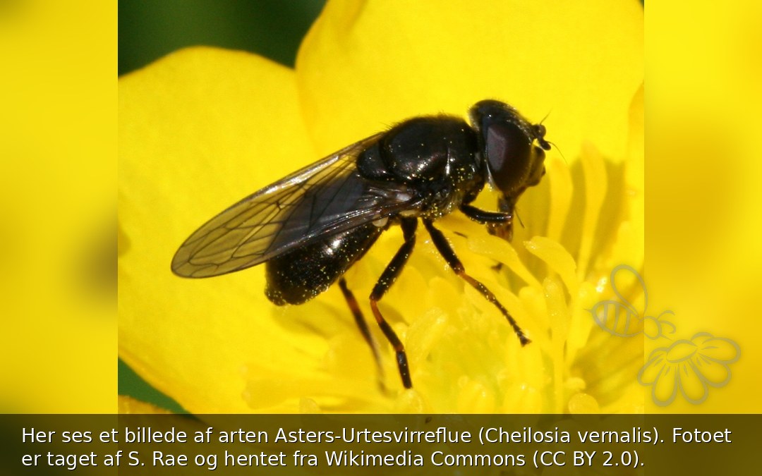Asters-Urtesvirreflue