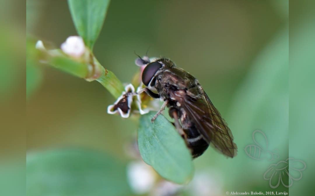 Her ses et billede af arten Artiskok-Urtesvirreflue (Cheilosia vulpina). Fotoet er taget af AfroBrazilian og hentet fra Wikimedia Commons (CC BY-SA 4.0).