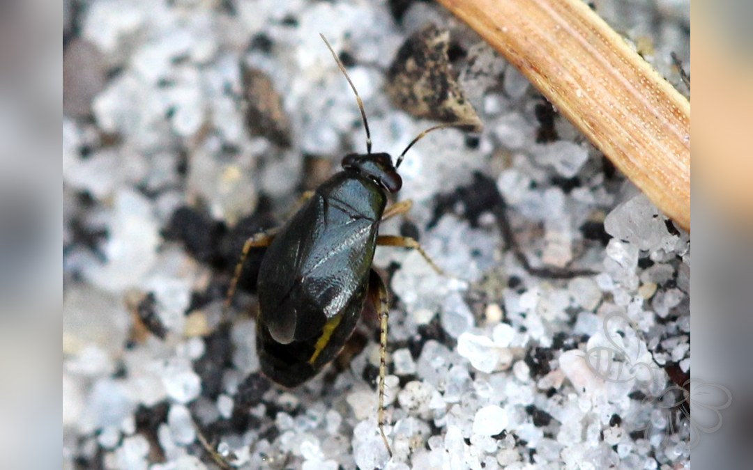 Her ses et billede af arten Dværgblomstertæge (Chlamydatus pullus). Fotoet er taget af AfroBrazilian og hentet fra Wikimedia Commons (CC BY-SA 4.0).