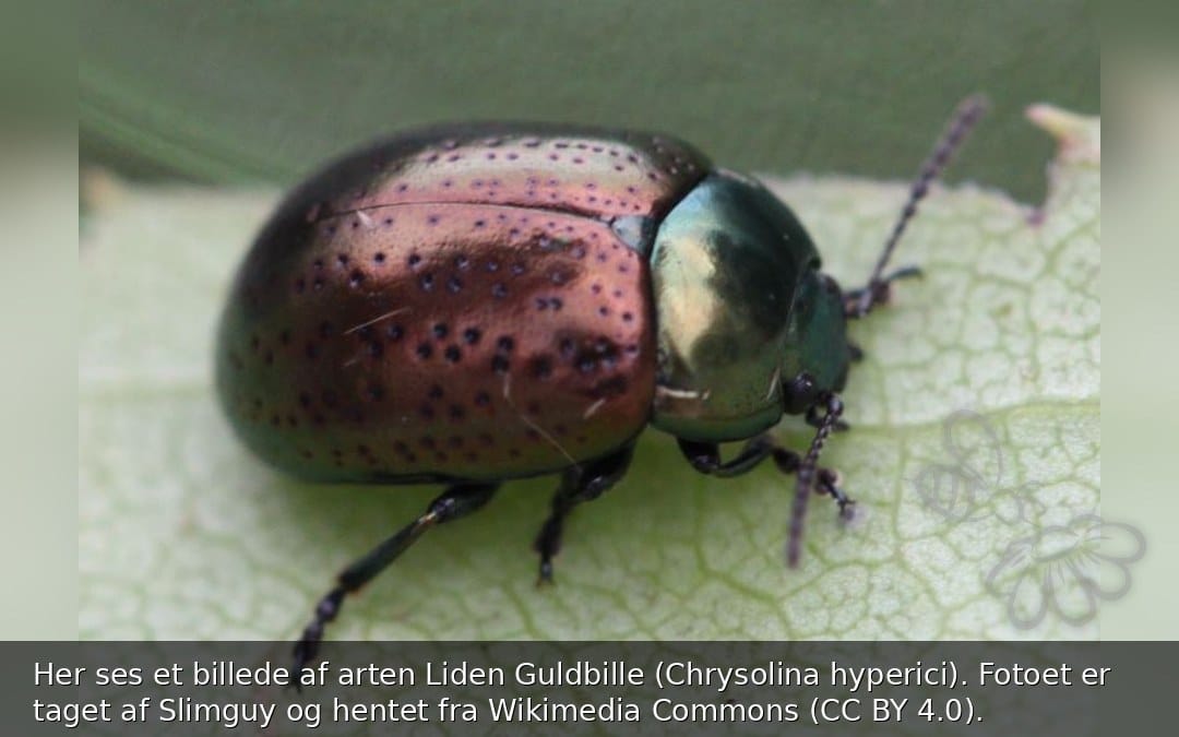 Liden Guldbille
