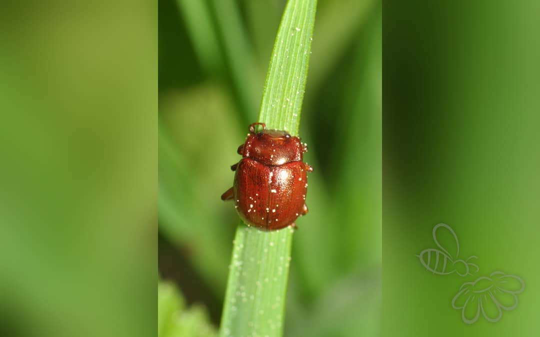 Chrysolina staphylaea