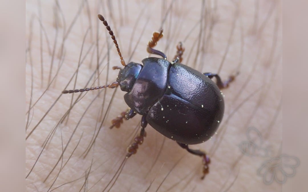 Chrysolina sturmi