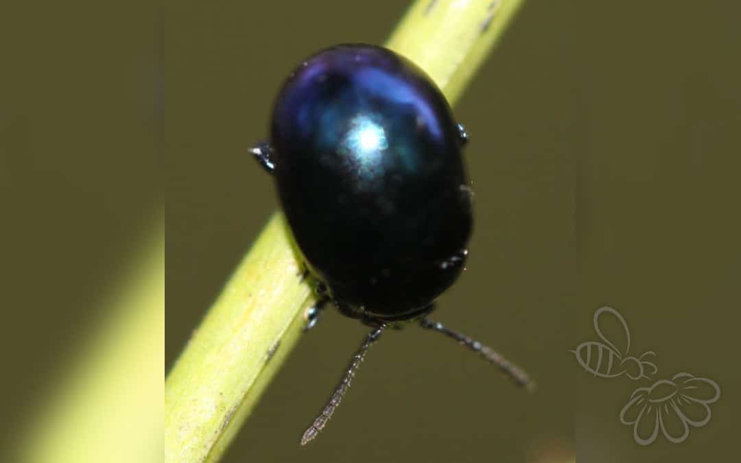 Chrysolina varians