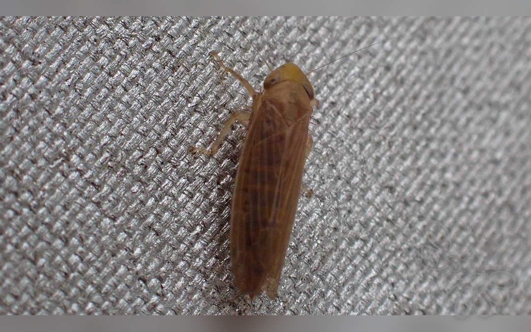 Cicadula frontalis