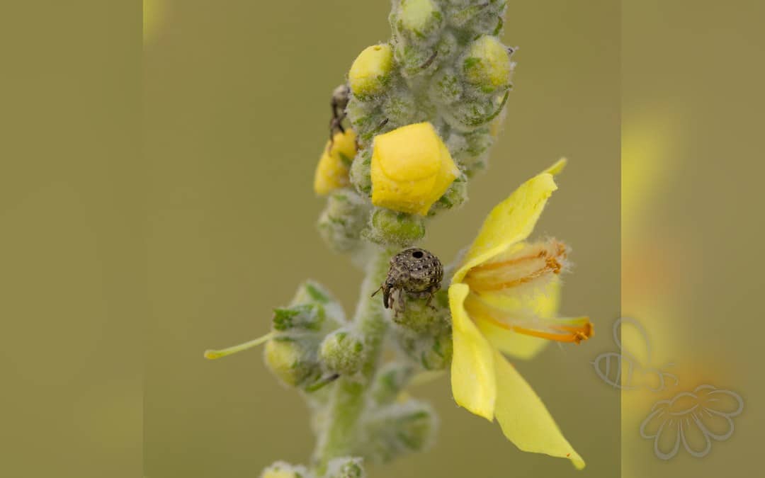 Cionus hortulanus