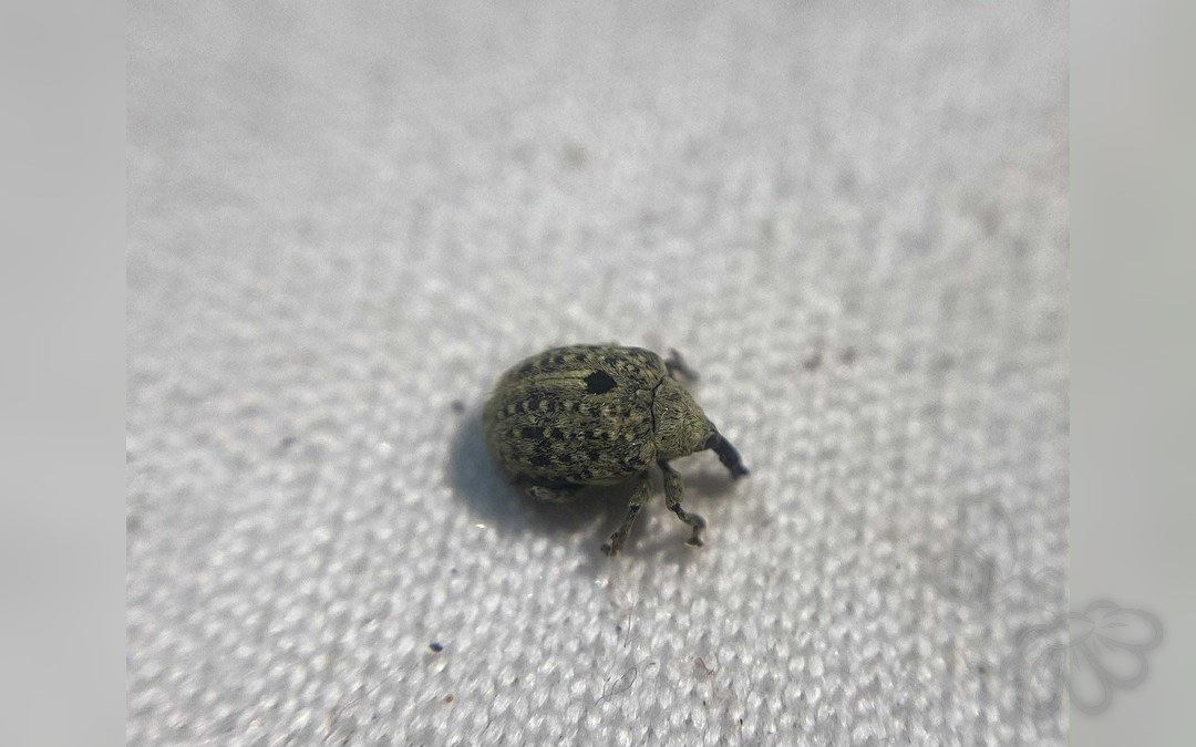 Cionus nigritarsis