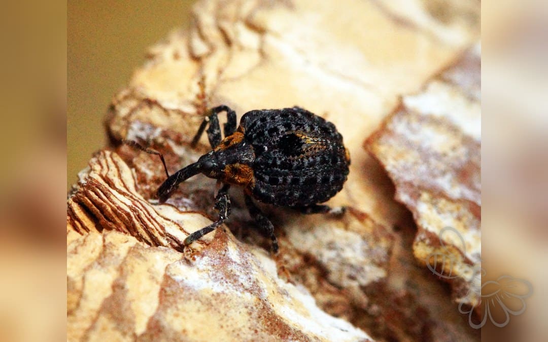 Cionus tuberculosus