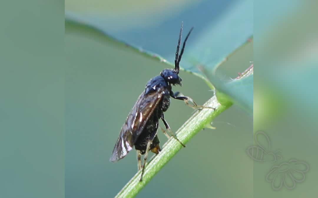 Her ses et billede af arten Cladius pectinicornis. Fotoet er taget af Ralf Huber og hentet fra Wikimedia Commons (CC BY-SA 4.0).