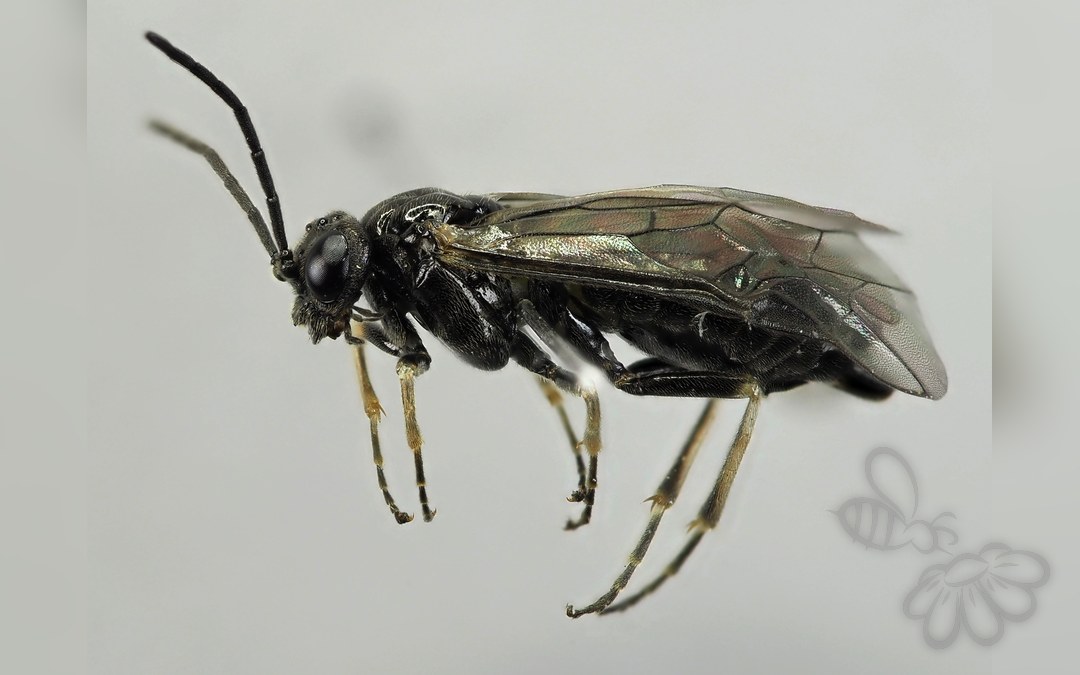 Her ses et billede af arten Claremontia tenuicornis. Fotoet er taget af Ian Andrews og hentet fra iNaturalist (CC-BY).
