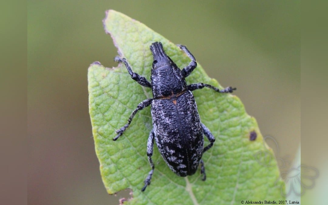 Her ses et billede af arten Sløv Tidselsnudebille (Cleonis pigra). Fotoet er taget af AfroBrazilian og hentet fra Wikimedia Commons (CC BY-SA 4.0).