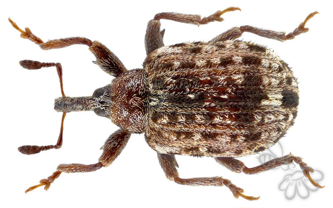 Cleopus pulchellus