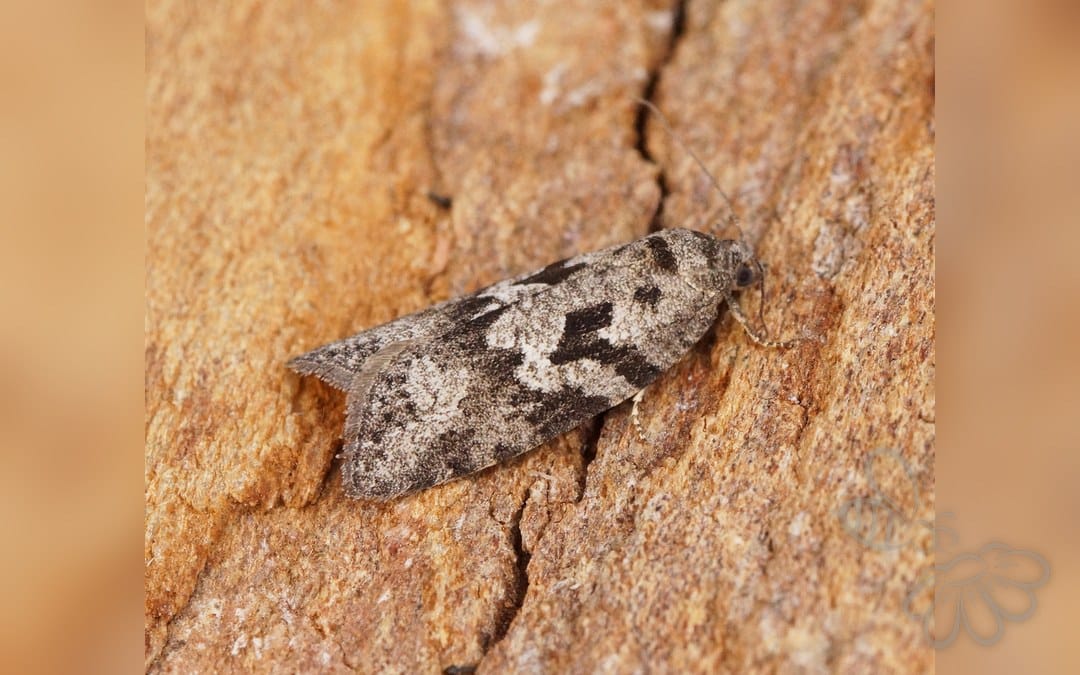 Her ses et billede af arten Cnephasia communana. Fotoet er taget af Ben Sale og hentet fra Wikimedia Commons (CC BY 2.0).