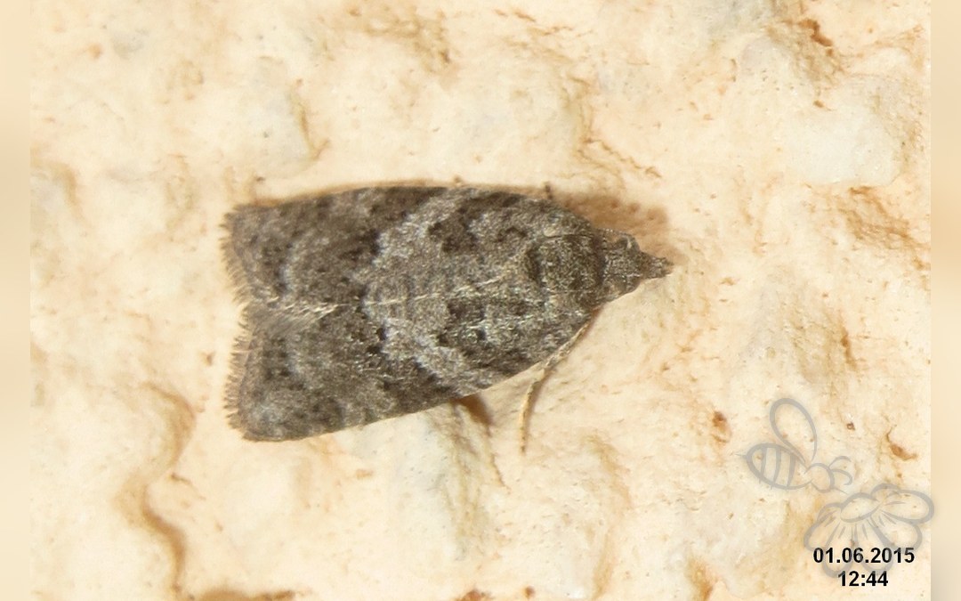 Her ses et billede af arten Cnephasia genitalana. Fotoet er taget af David Short og hentet fra Wikimedia Commons (CC BY 2.0).