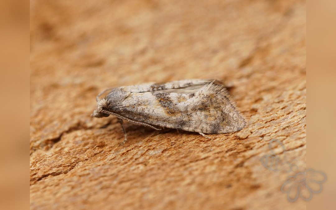 Cochylidia heydeniana