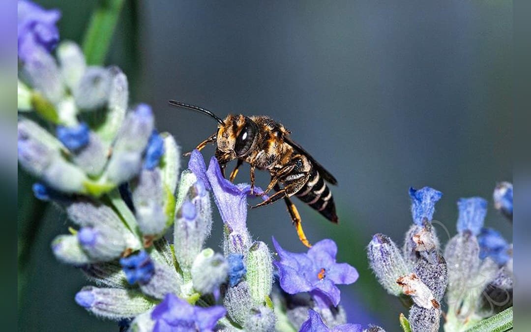 Her ses et billede af arten Trækeglebi (Coelioxys alatus). Fotoet er taget af Danilo Ugrnov og hentet fra Wikimedia Commons (CC BY 4.0).