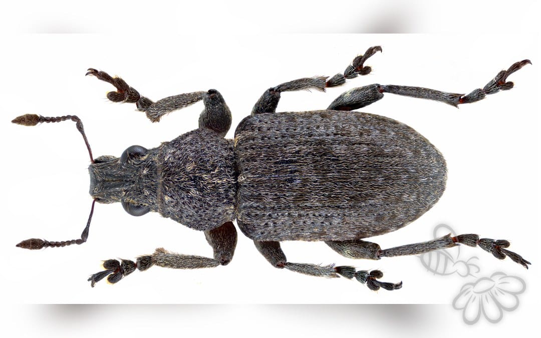Coelositona cambricus