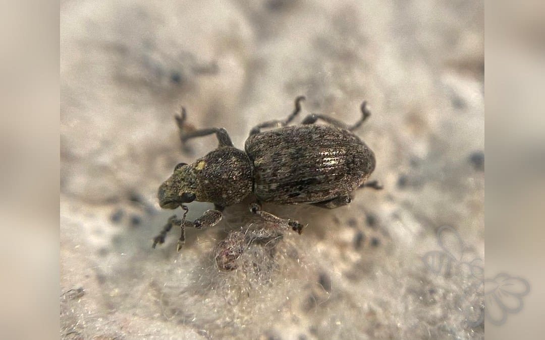 Coelositona cinerascens