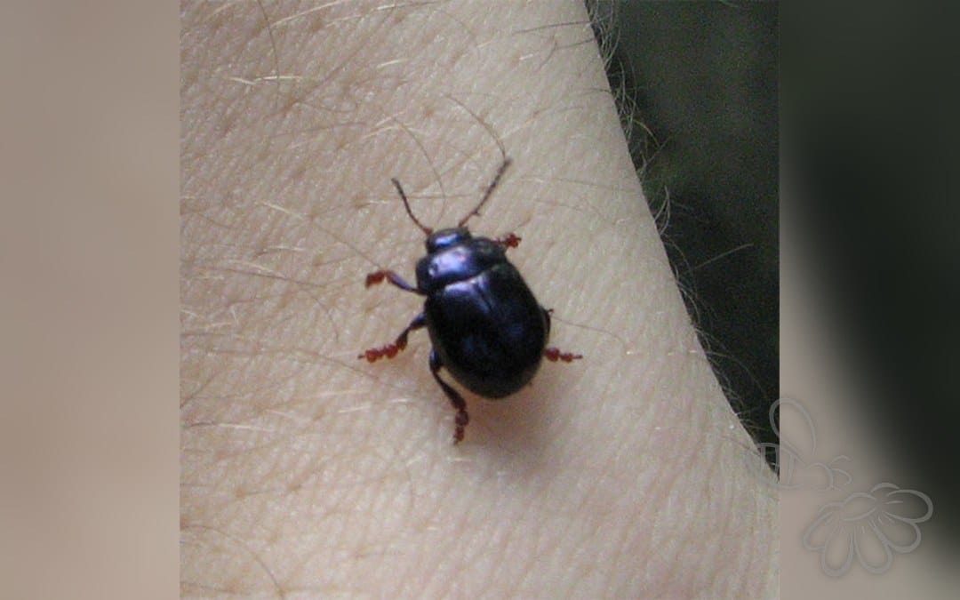 Colaphellus sophiae