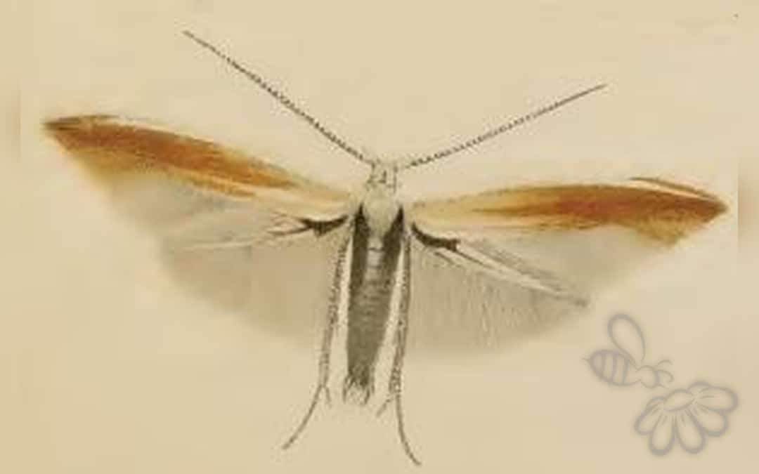 Her ses et billede af arten Coleophora colutella. Fotoet er taget af Stainton og hentet fra Wikimedia Commons (Public domain).