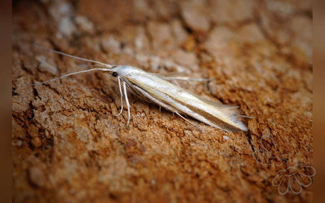 Her ses et billede af arten Coleophora conspicuella. Fotoet er taget af Ben Sale og hentet fra Wikimedia Commons (CC BY 2.0).