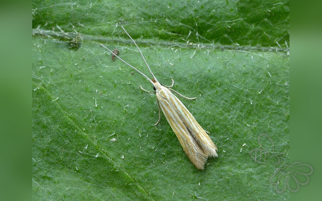 Her ses et billede af arten Coleophora lineolea. Fotoet er taget af Patrick Clement og hentet fra Wikimedia Commons (CC BY 2.0).