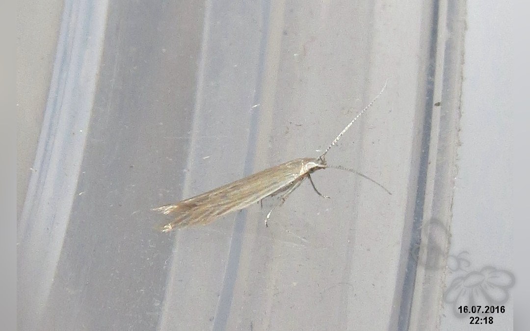 Her ses et billede af arten Coleophora lixella. Fotoet er taget af David Short og hentet fra Wikimedia Commons (CC BY 2.0).