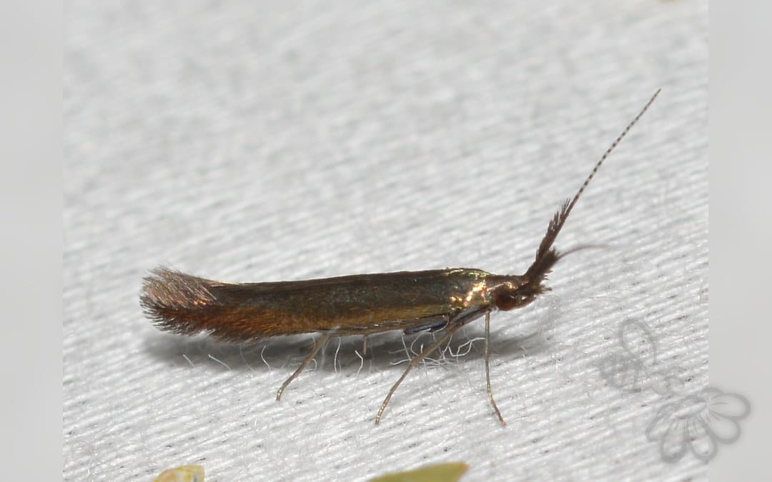 Her ses et billede af arten Coleophora mayrella. Fotoet er taget af Andy Reago & Chrissy McClarren og hentet fra Wikimedia Commons (CC BY 2.0).