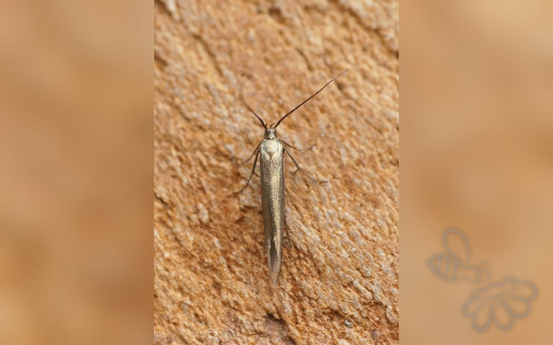 Her ses et billede af arten Coleophora paripennella. Fotoet er taget af Ben Sale og hentet fra Wikimedia Commons (CC BY 2.0).