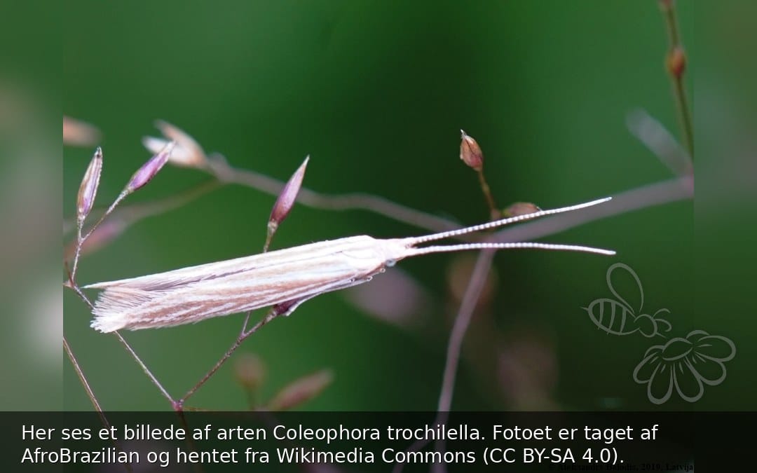 Coleophora trochilella