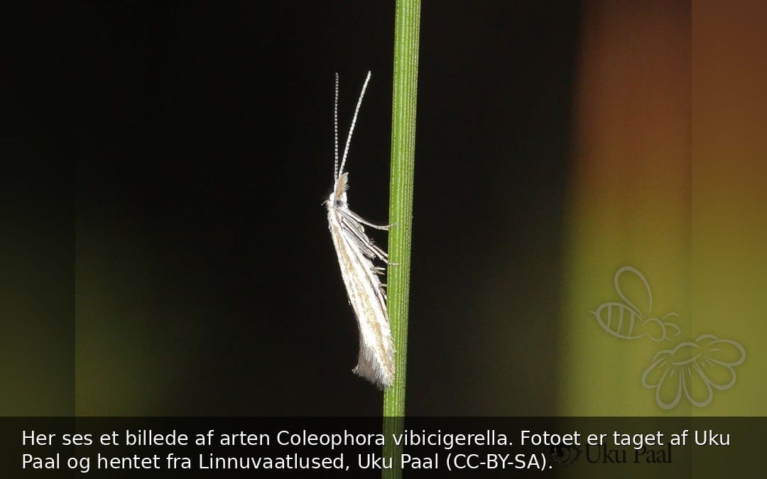 Coleophora vibicigerella