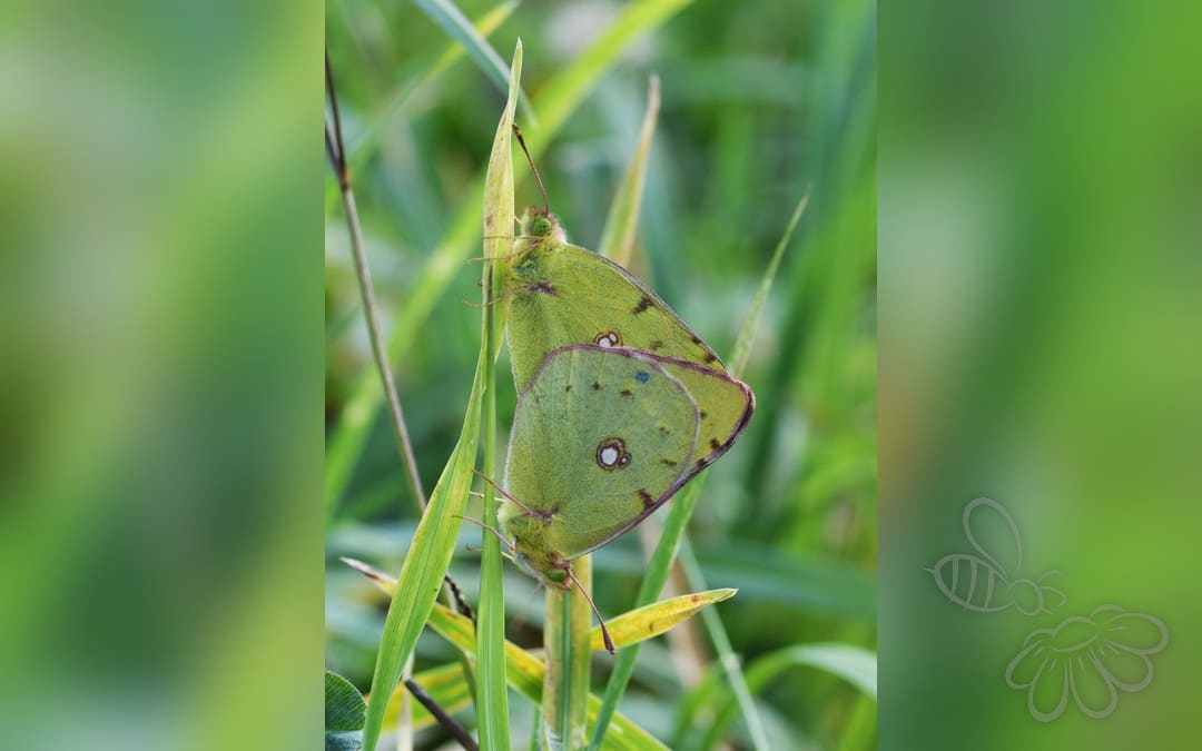 Her ses et billede af arten Orange Høsommerfugl (Colias croceus). Fotoet er taget af HMMuller og hentet fra Wikimedia Commons (CC BY 4.0).