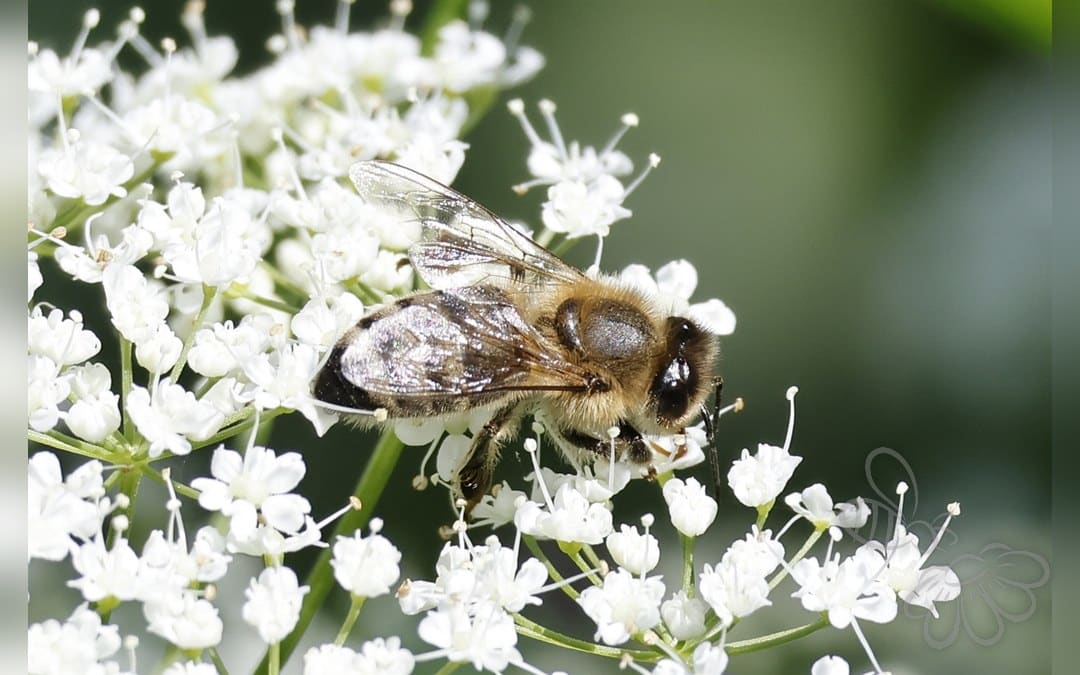 Her ses et billede af arten Klitsilkebi (Colletes impunctatus). Fotoet er taget af Are Nakrem og hentet fra GBIF (CC-BY).