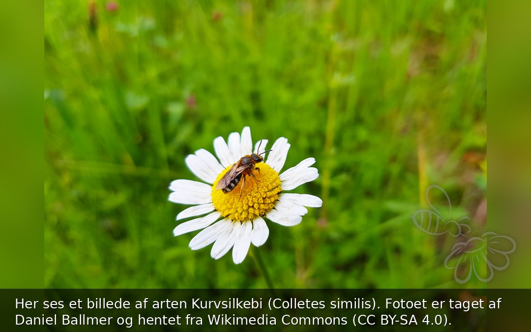 Kurvsilkebi