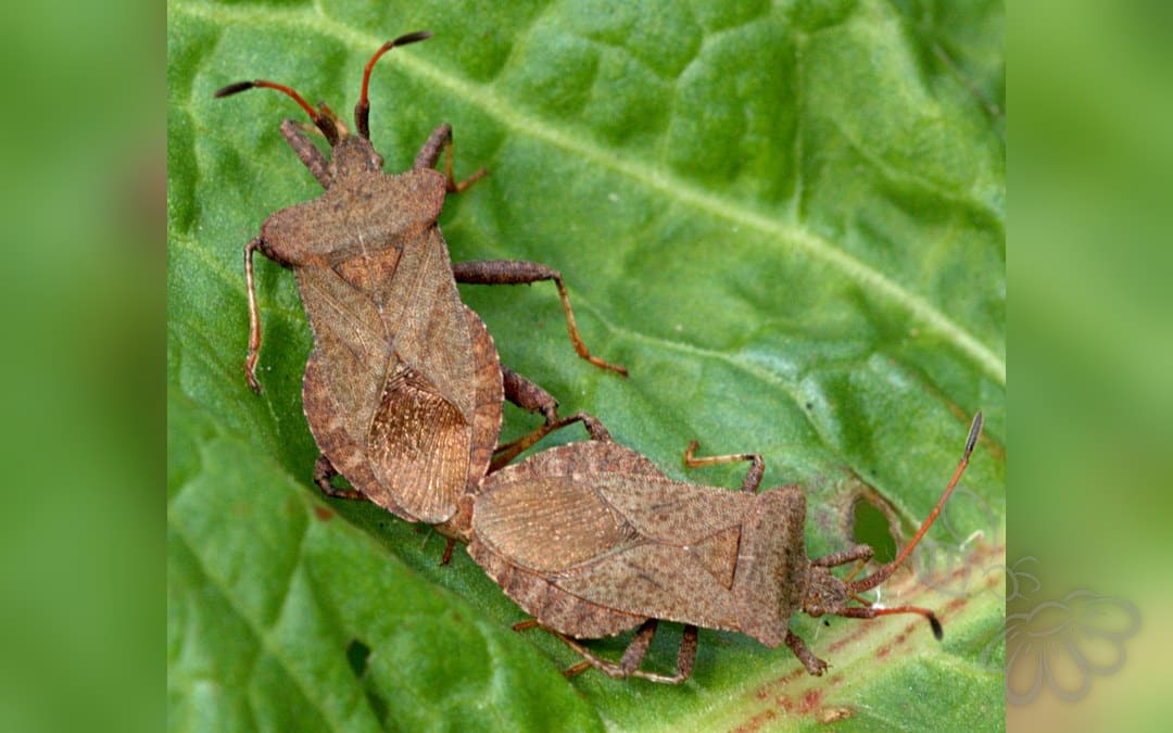 Her ses et billede af arten Skræppetæge (Coreus marginatus). Fotoet er taget af Gary Houston og hentet fra Wikimedia Commons (CC0).